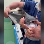 Yerto‘lada akula emas, “Akulasimon som” boqilgani ma’lum bo‘ldi (video)