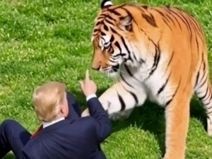 Трамп йўлбарсга ем бўлган йигитни масхара қилди (видео)