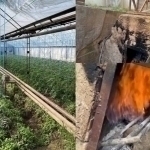 Toshkentda byudjetga 934,9 mln so‘mlik zarar yetkazgan issiqxonalar aniqlandi