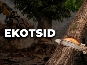 Olmazorda daraxt qirg‘ini. Prezident qarori mensilmaydimi?