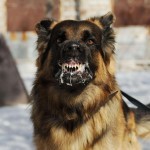 Тошкент вилоятида 2 киши қутурган ит тишлашидан вафот этди