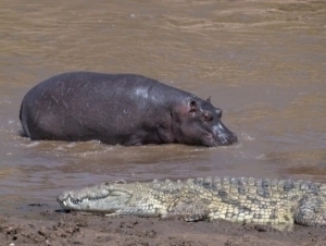 Африкада бегемот йўловчи қайиғига ҳужум қилди. Қурбонлар бор
