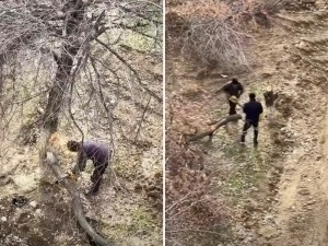 “Ўрганган кўнгил…” Яна дарахтлар кесилди, яна Олмазорда (видео)