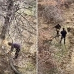 “O‘rgangan ko‘ngil…” Yana daraxtlar kesildi, yana Olmazorda (video)