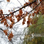 O‘zbekistonda haqiqiy kuz qachon boshlanishi aytildi