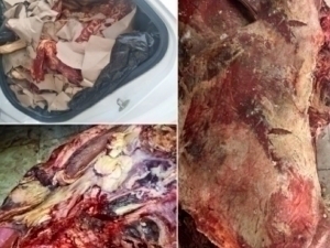 Individuals trying to transport more than 600 kilograms of substandard meat into Tashkent were apprehended