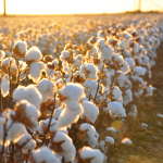 Mehnat vaziri “Cotton Campaign”dan o‘zbek paxtasidan boykotni olishni so‘radi