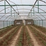 Ten greenhouses closed in Tashkent for failing to install filters