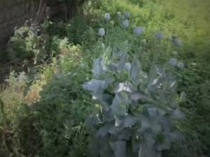 Farg‘onada tomorqasida ko‘knori va nasha ekkan shaxs ushlandi (video)