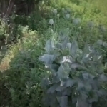 Farg‘onada tomorqasida ko‘knori va nasha ekkan shaxs ushlandi (video)