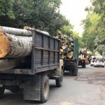 Surxondaryo va Buxoroda 51 ming tup daraxt kesiladimi? Nihoyat Ekopartiyadan “sado chiqdi”