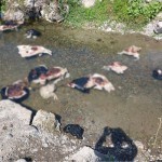 Тошкентдаги мушуклар қабристони масаласига ойдинлик киритилди