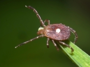 Nyu-Yorkda vaksinasi bo‘lmagan xavfli virus aniqlandi