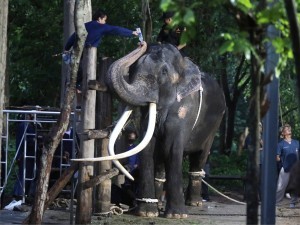 Fil sababli Tailand va Shri-Lankaning munosabatlari sovuqlashdi