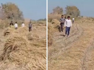 In Khorezm, schoolchildren are made to work in rice fields?