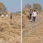 In Khorezm, schoolchildren are made to work in rice fields?