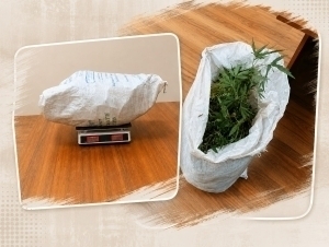 Qariyb 5 kg kannabisni qopda tashiyotgan shaxs ushlandi