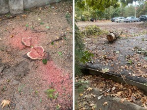 In Tashkent, maple trees are cut down