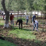 A central park with 200,000 trees will be built in New Tashkent