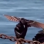 Xitoy qush ko‘rinishidagi razvedkachi dronni yaratdi (video)