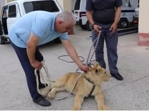 Citizen arrested for illegally keeping lion cub in Samarkand