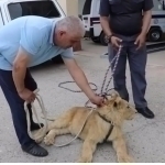 Citizen arrested for illegally keeping lion cub in Samarkand