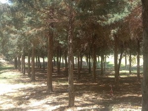 Tree cutting incident in Surkhandarya: 61 trees felled