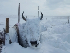 Мўғулистонда “дзуд”дан 26 минг қорамол ҳалок бўлди