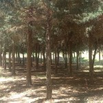 Tree cutting incident in Surkhandarya: 61 trees felled