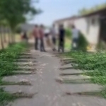 Dalahovlisida 670 tup kannabis yetishtirgan shaxs qo‘lga olindi
