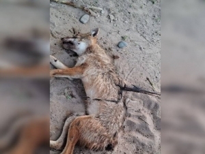 Сирдарёда чиябўри одамларга ҳужум қилди