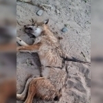 Sirdaryoda chiyabo‘ri odamlarga hujum qildi