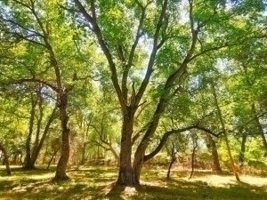 Тошкентда 108 гектарлик Миллий дендрология боғи қурилади