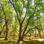 108-hectare National Dendrology Park will be built in Tashkent