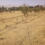 Ko‘chatlar qurib qolgani uchun Obodonlashtirish boshqarmasi mansabdori jarimaga tortildi
