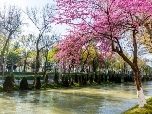 Ertaga havo 20 darajagacha isiydi