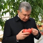 Issiqxonalarda gazdan qarzdorlik uchun 6 oy penya hisoblanmaydigan bo‘ldi – Prezident qarori