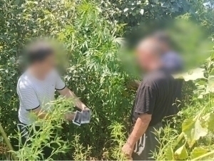 Xorazmda tomorqasida 82 tup kannabis yetishtirgan shaxs ushlandi (video)
