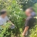 Xorazmda tomorqasida 82 tup kannabis yetishtirgan shaxs ushlandi