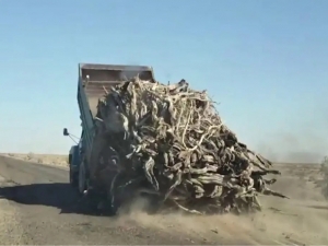 Saxophonists were caught “shoe-busting” in a truck (video)