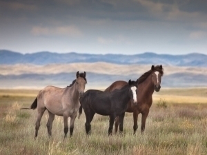 Қозоғистон Японияга от гўштини экспорт қилади