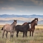Qozog‘iston Yaponiyaga ot go‘shtini eksport qiladi