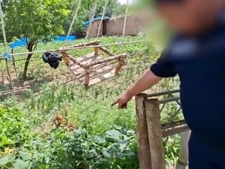 Namanganda 517 tup ko‘knori yetishtirgan shaxs ushlandi (video)