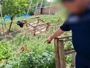 Namanganda 517 tup ko‘knori yetishtirgan shaxs ushlandi (video)