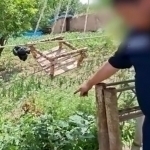 Namanganda 517 tup ko‘knori yetishtirgan shaxs ushlandi (video)