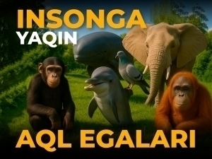 Faqat odamlar emas: eng aqlli 8 ta hayvon