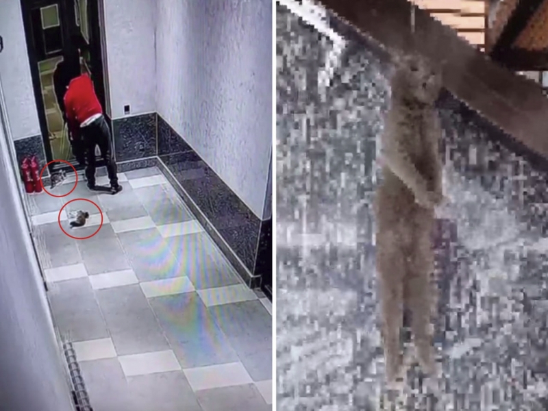 Vahshiylik: Bo‘stonliqda mushuklar tepib, otib, osib o‘ldirildi (video)