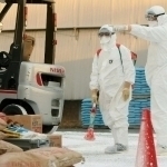 Yaponiyada parranda grippi avj oldi