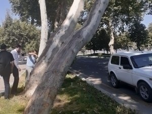 Samarqanddagi Bulvar hududida 3 ta qadimiy chinor kesildi (video)