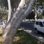 Samarqanddagi Bulvar hududida 3 ta qadimiy chinor kesildi (video)